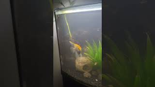 36 Bow Front Aquarium Angelfish and Loach Update [upl. by Rubi]