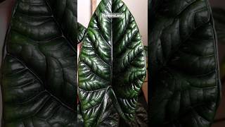 Алоказия синуата  Alocasia sinuata  FlowersLand [upl. by Annayk163]