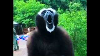 The screaming gibbon [upl. by Christianna]