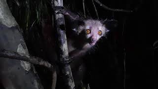 An encounter with an Aye Aye Daubentonia madagascariensis [upl. by Chlores551]