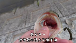 【プライヤーで針外し】飲みこんでしまった釣り針の外し方バス釣り [upl. by Nadabus964]