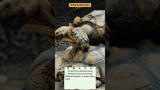 Untold Secrets of Turtle Mating Fascinating Courtship and Reproduction [upl. by Leilani]