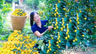 How to harvest Oleaster amp Go to the market sell  Harvesting and Cooking  Daily Life [upl. by Godard]