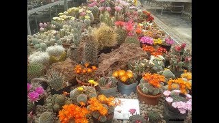 An exhibition of cactuses 2018  Czech Republic  Brno 2652018362018  wwwlokrcz [upl. by Innattirb]