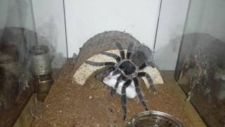 Lasiodora Parahybana vs mouse [upl. by Eremehc661]