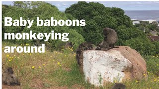 Baby Baboons monkeying around  Kommetjie Cape Town South Africa [upl. by Analli]