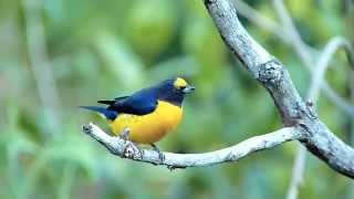 Tangara Amarillo Euphonia Violacea [upl. by Ardnuassac]