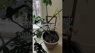 This is your sign to chop your plants ✂️🪴 plantpropagation houseplants monstera [upl. by Ydnam]