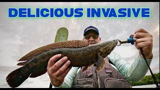 INVASIVE FISH IN MARYLAND Blue Catfish amp Northern Snakehead [upl. by Staffan916]