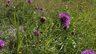 Prairies de fauche un atout naturel à sauvegarder [upl. by Euridice]