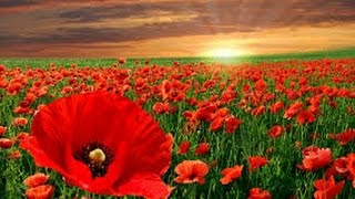 WW1Poetry  In Flanders Fields by John McCrae  Read by Anthony Davies  Blue Dot Music [upl. by Gregoire]