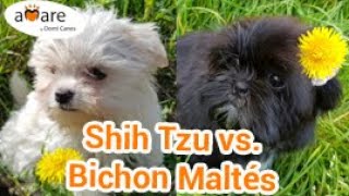 Bichon vs Shih Tzu ¿Quien ganará Amare de Domi Canes [upl. by Ellynn]