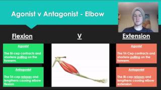 Anatomy 7  Agonist V Antagonist muscle pairs [upl. by Triny]