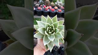 Agavoides aquarius echeveria suculentas succulent [upl. by Anihcak]