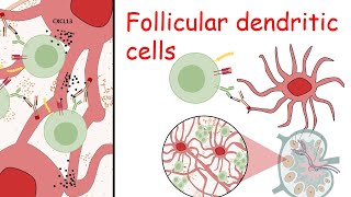 Follicular dendritic cells [upl. by Jepson]