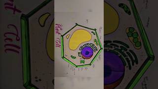 Plant cell diagram of class 9 th plantcell class9th science biology [upl. by Htebesile627]