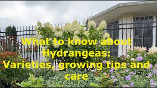 What to know about Hydrangeas Varieties Growing Tips and Care [upl. by Teufert564]