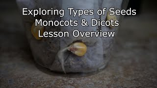 Monocots and Dicots Lesson Overview [upl. by Obeded]