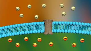 Mechanism of action of digoxin [upl. by Aluor966]