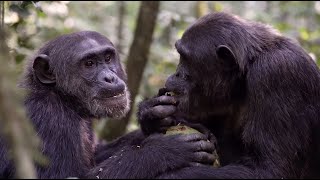 Inside Look at the Great Apes  National Geographic Expedition [upl. by Giacopo755]