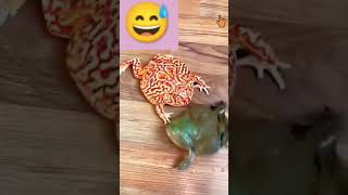 frog eating frog😅😅😅  unique videos funnyshorts shorts [upl. by Lewison]