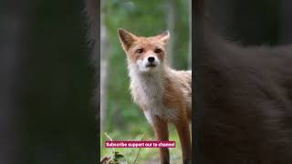 cute baby fox cutebabyfox [upl. by Perry]