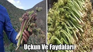 Uçkun  Işgın  Nedir Faydaları Nelerdir  Uçkun Otu [upl. by Ahcsat]