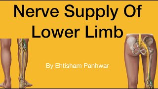 Nerve supply of lower limb in urdu [upl. by Enirhtac]