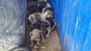 6 Puppies Abandoned by Their Owner on a Rainy Day [upl. by Anaiv]