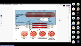 Excitationcontraction coupling By Dr Ahmed alssinnari [upl. by Gylys]