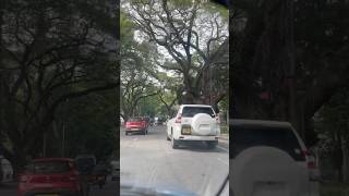 Tree canopy On the way to work colombo Sri lanka [upl. by Rehpotsrhc]