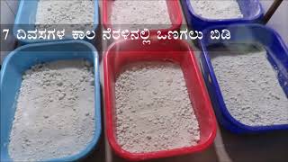 Lecanicillium lecanii Mass production  DR SUNILKUMAR NMUAS RAICHUR [upl. by Vaughn]