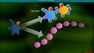 Calvin Cycle  Carboxylation [upl. by Ecnerat]