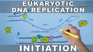 DNA Replication In Eukaryotes  Initiation [upl. by Pedroza]