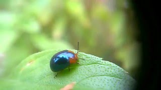 Joaninha Azul Metalico  Eremochilus peregrinus Weise 1912a Bolívia Besouro da folha Chrysomelidae [upl. by Valdes]