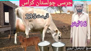 03466152628 jersey gay  jersey cow  cholistani friesian cross cow  sahiwal cow cow [upl. by Babs642]