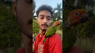 Sunconur hand feed baby price 🦜 mini vlogs with birds sunconure birds birdslover shortvideo [upl. by Hodess]