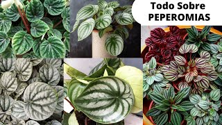 TODO SOBRE PEPEROMIAS  LAS MEJORES PLANTAS DE INTERIOR [upl. by Nahtnahoj]