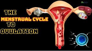 The Menstrual Cycle From Menstruation to Ovulation  3D Animation [upl. by Arraeis]