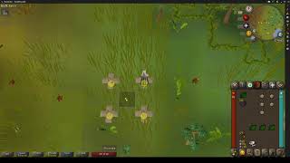 EASY 3 tick guide for hunter not so click intensive Runelite [upl. by Deppy]