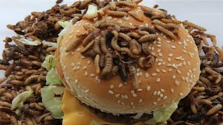 🍔 Mcdonalds Big Mac Eaten By Maggots Time Lapse [upl. by Gewirtz]