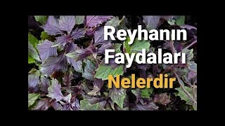 REYHAN BİTKİSİNİN FAYDALARI NELERDİR [upl. by Naanac764]