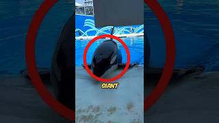 Giant Dolphin Surfaces At Water Park shortsvideo [upl. by Ecnav]