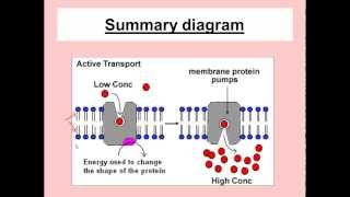 Active Transport for IGCSE Biology [upl. by Dorette]