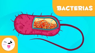 ¿Qué son las bacterias  Ciencias para niños [upl. by Ennoryt]