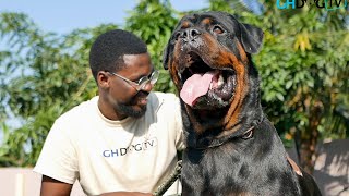 One of the Biggest Rottweilers I have seen [upl. by Razec]