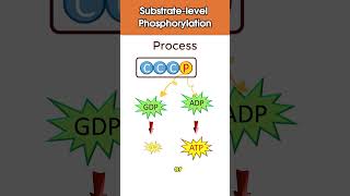 Substrate Level Phosphorylation bioscholar biology shorts [upl. by Olenta599]