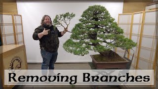 Removing Branches From Corins Giant Cedar  Greenwood Bonsai [upl. by Airda]