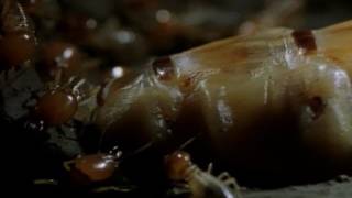 Her Majesty the Termite Queen  National Geographic [upl. by Ladd213]