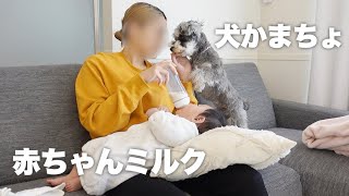 犬と赤ちゃんがいるバタバタな1日【シュナウザー】 [upl. by Avin803]